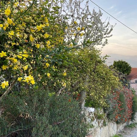 Alojamento Da Ribeirinha Carquere Dış mekan fotoğraf