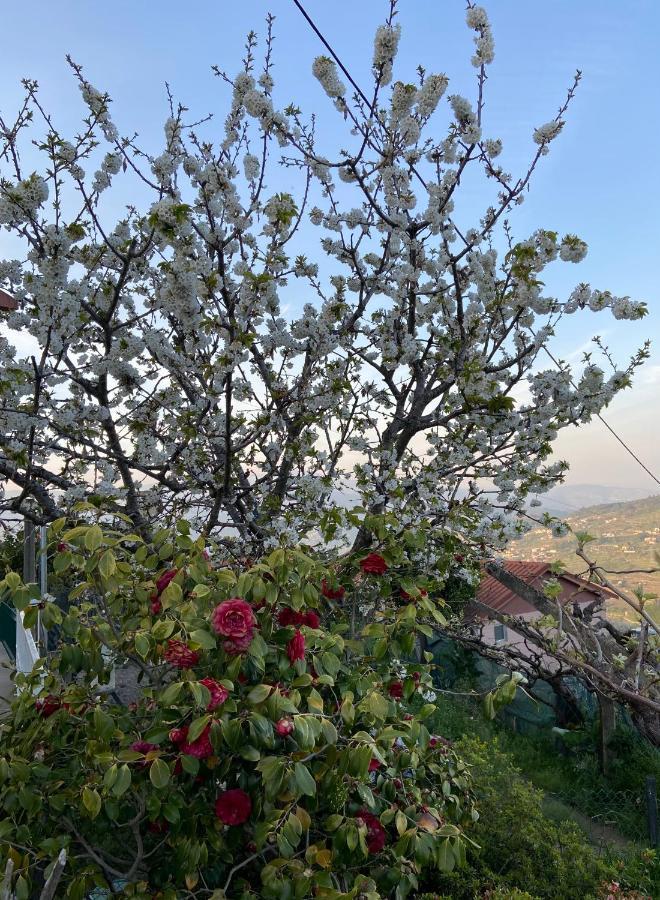 Alojamento Da Ribeirinha Carquere Dış mekan fotoğraf